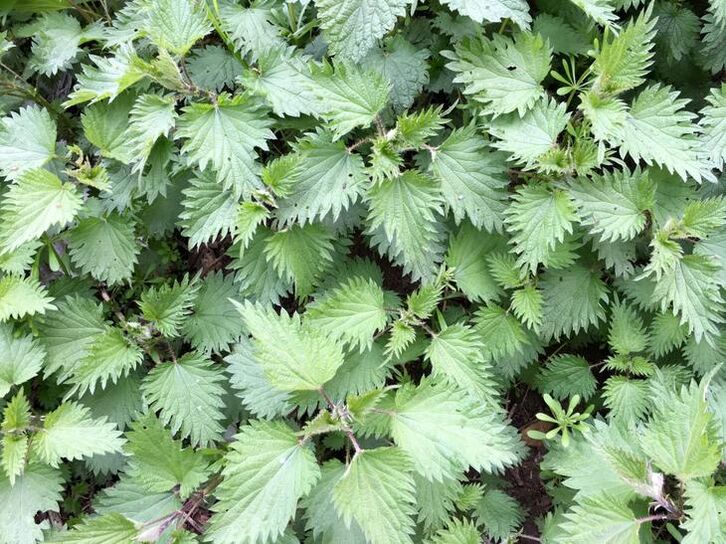nettle for the treatment of varicose veins
