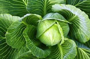 varicose veins are popular treatment cabbage