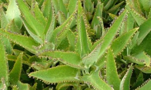 kalanchoe tincture for the treatment of varicose veins
