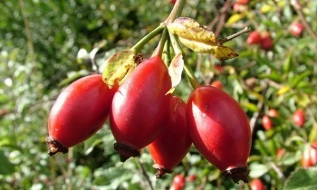rosehip for the treatment of varicose veins