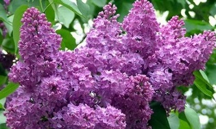 the use of lilacs to treat varicose veins