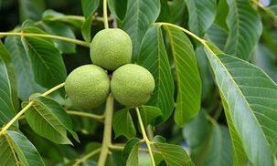 treatment of varicose veins with green walnuts